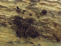 Stemonitis fusca