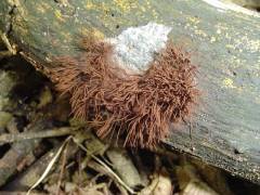 Stemonitis fusca