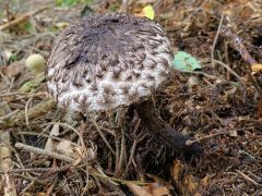 Strobilomyces strobilaceus