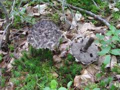 Strobilomyces strobilaceus