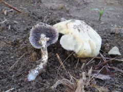 Stropharia eximia