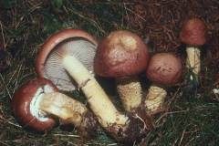 Stropharia hornemannii