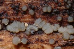 Strossmayeria basitricha