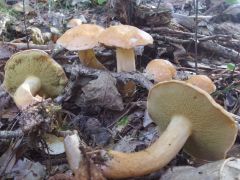 Suillus bovinus