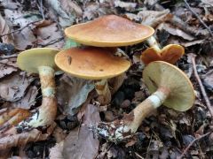 Suillus grevillei