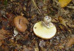 Suillus luteus