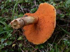 Suillus tridentinus