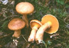 Suillus tridentinus