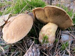 Suillus variegatus