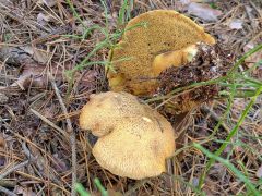 Suillus variegatus