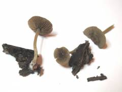 Tephrocybe atrata