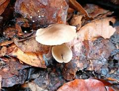 Tephrocybe ellisii