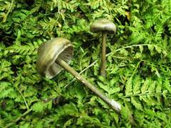 Tephrocybe rancida