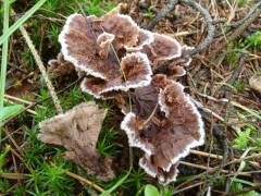 Thelephora terrestris