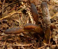 Tolypocladium ophioglossoides