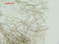 Tomentella fuscocinerea