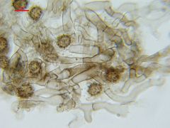 Tomentella fuscocinerea