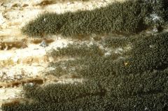Torula herbarum