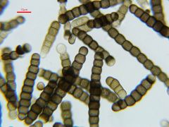 Torula herbarum