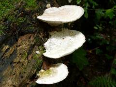 Trametes gibbosa