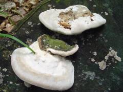 Trametes gibbosa