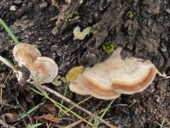 Trametes hirsuta