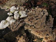 Trametes ochracea