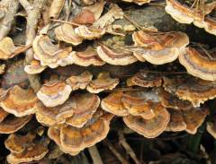 Trametes ochracea