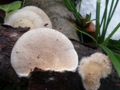 Trametes pubescens