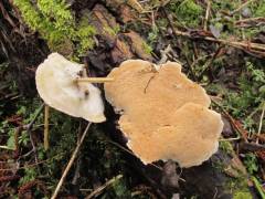 Trametes trogii