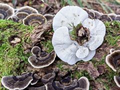 Trametes versicolor