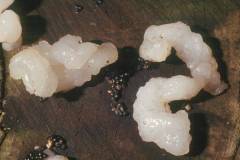 Tremella encephala