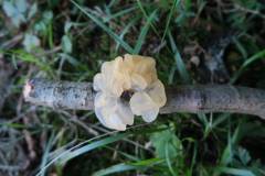 Tremella encephala