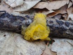 Tremella mesenterica