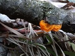 Tremella mesenterica