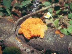 Tremella mesenterica