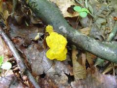 Tremella mesenterica