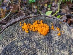 Tremella mesenterica