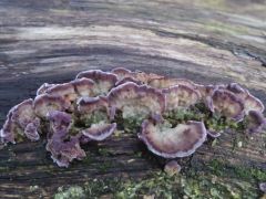 Trichaptum biforme