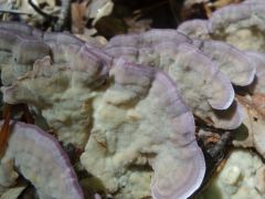 Trichaptum biforme