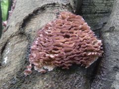 Trichaptum biforme