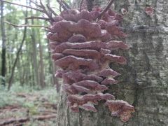 Trichaptum biforme