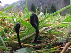 Trichoglossum hirsutum