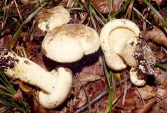 Tricholoma acerbum