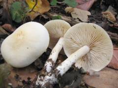 Tricholoma album