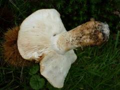 Tricholoma apium