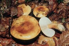 Tricholoma aurantium