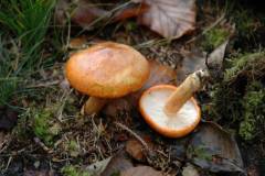 Tricholoma aurantium