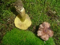 Tricholoma bufonium