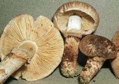 Tricholoma caligatum